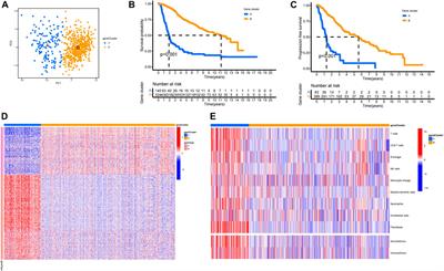 Characterization of aging cancer-associated fibroblasts draws implications in prognosis and immunotherapy response in low-grade gliomas